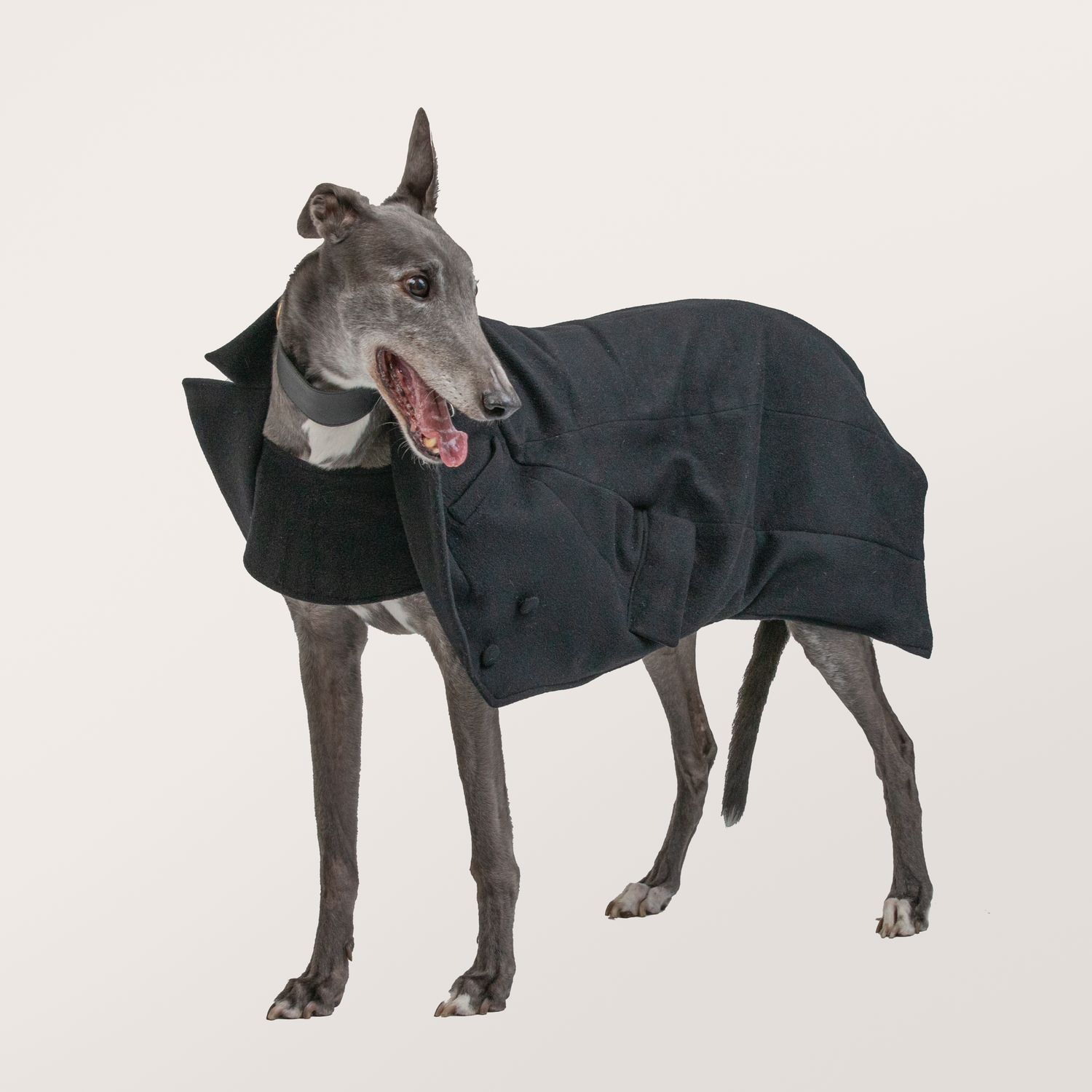 Greyhound Coat Customer Review